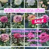 CÂY GIỐNG HOA HỒNG VN