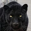 jony_reches