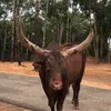Ankole-Watusi
