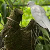 khaihanrubi