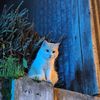 shiroi_gk5