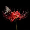 hanhan_4444