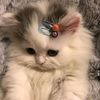 fatma563