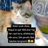 simbadollarr
