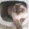 omar_426