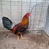 minhcanh75