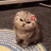 jungkookstoasts