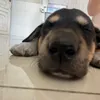 Kitty đẹp troai