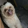 mickoloticsism