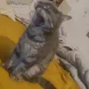 totofosse