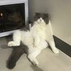 catsphile.world