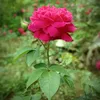 dave_dandelion