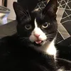 nekokat99