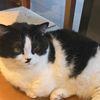 kittycat909090