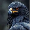 sherifseif