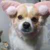 fubao1t