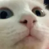 diabaydilac