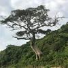 caothanhbay