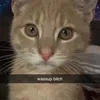enyaogorman12
