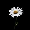 nasrin.nat