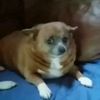 doggovibin