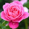 alzenir_rr