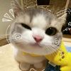 rrainbowrubyvsy_