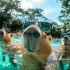 capybara_cute_4