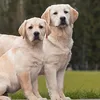 nt.manh.kennel
