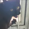 queso_pan567