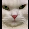 pompoppy5