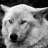 redlunar_wolf13