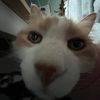 lucir.2