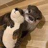 capybaralover121000