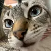 funnycli28