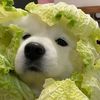 aomorn_