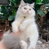 kucing_penjualkusen