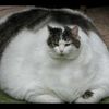 chonkycatclub