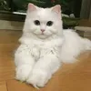 kiakhalsey
