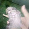 potaeto_th