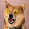 rolloshiba