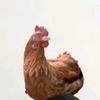 faahim64