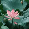 thaohoang095