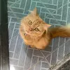 cocomelon