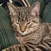 diyanimals2