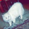 bntmsaud