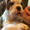 fatdogie