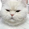 purin.pitan