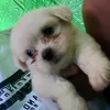 ding0909