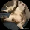 whatthe_dump